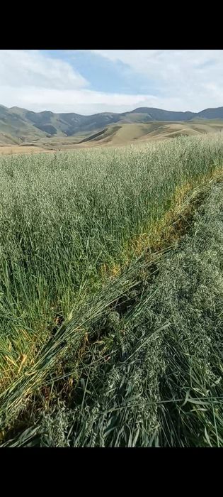 Фазенда сатылады