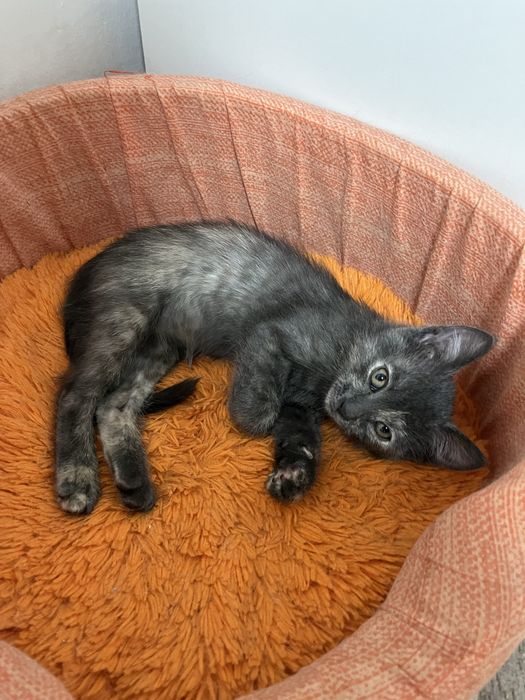 Отдам котенка в добрые руки