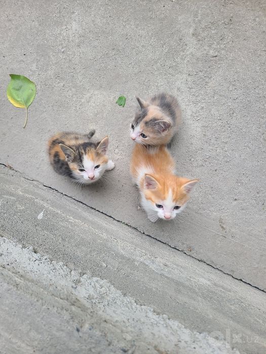 Котята.                           .