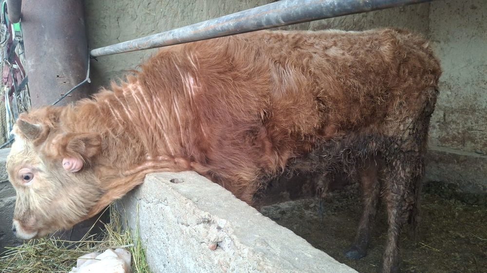 Бука (Бычок) откормда 1 жас 2 ай семиз.