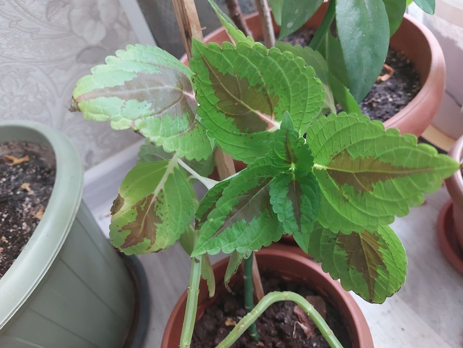 Колеус цветы срочно продается