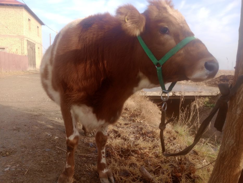 G‘unajin, 7 oylik bug‘o‘z sotiladi