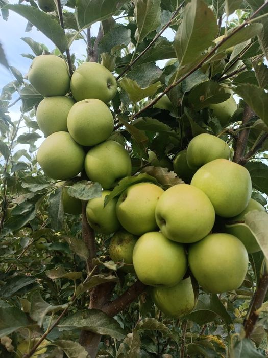 Продам сад яблоневый