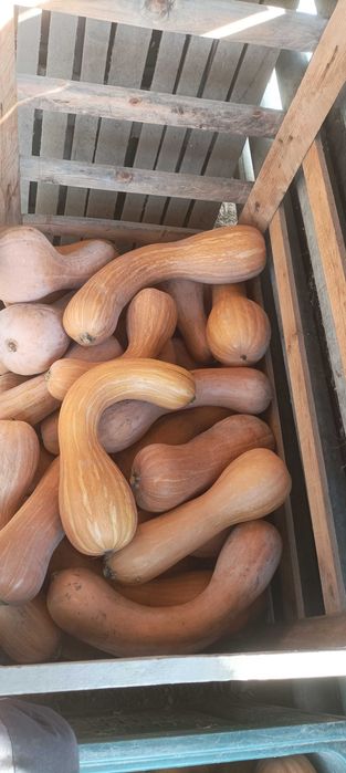 Тикви цигулки продавам
