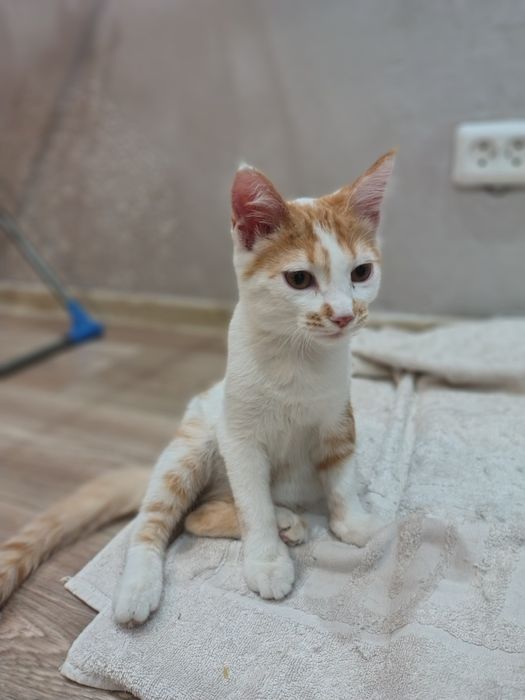 Котёнок в добрые руки