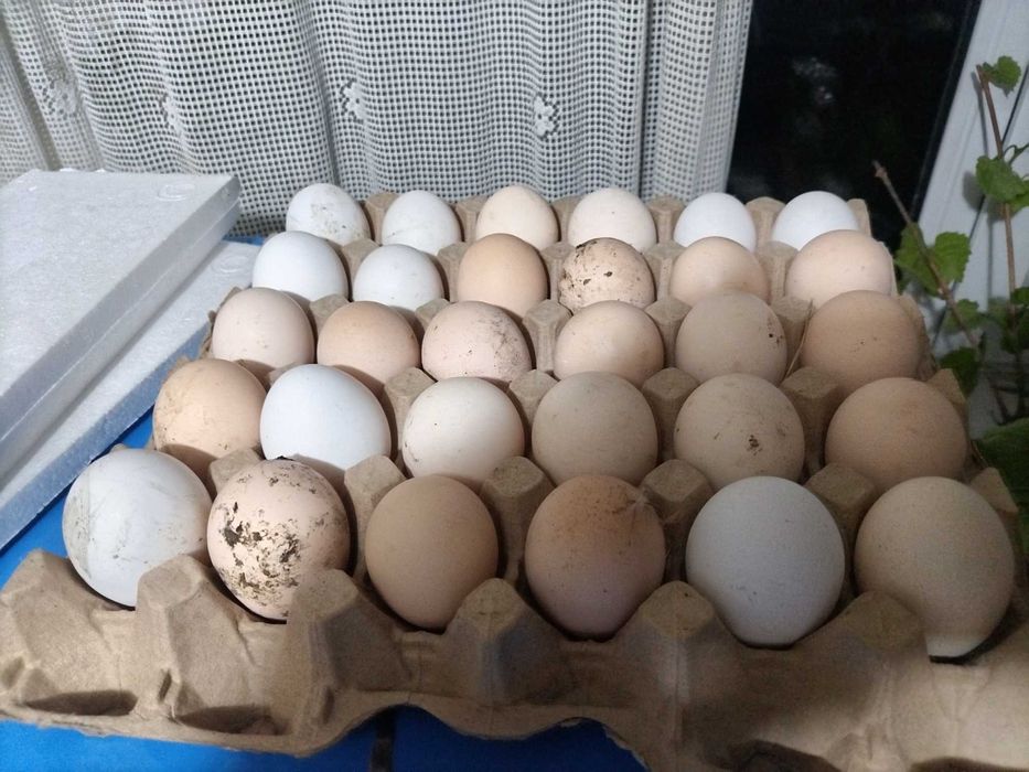 Куринные инкубационные яйца