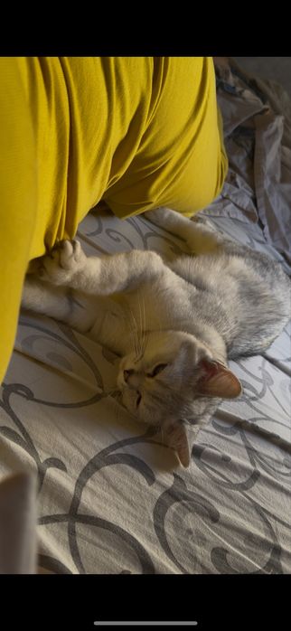 Шотландская прямоухая