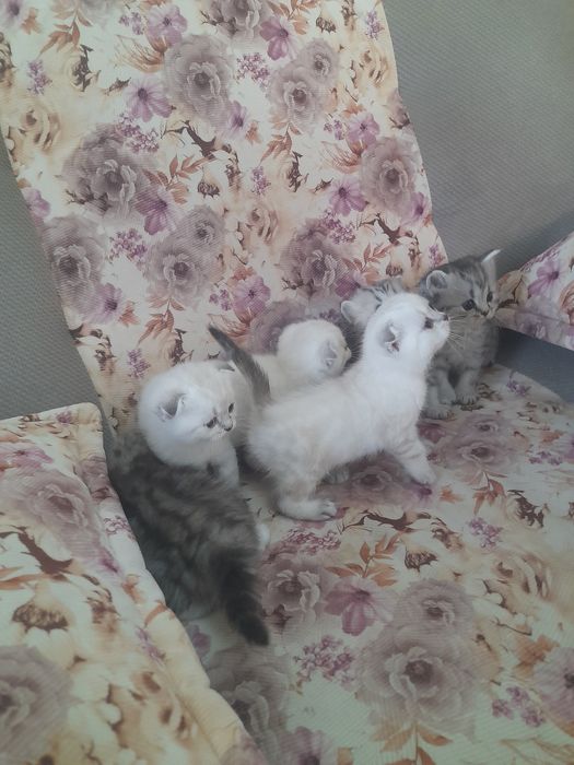 Продается котята