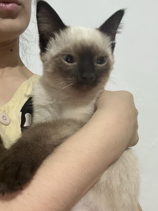 Сиамские котята продается