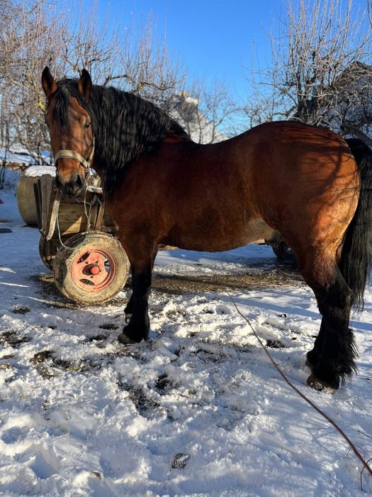 Armăsar de vânzare