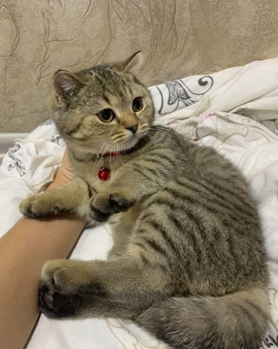 Хороший котёнок.