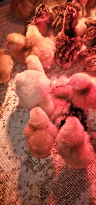 Цыплята Мастер грей