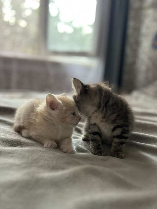 Отдаю котят в добрые руки