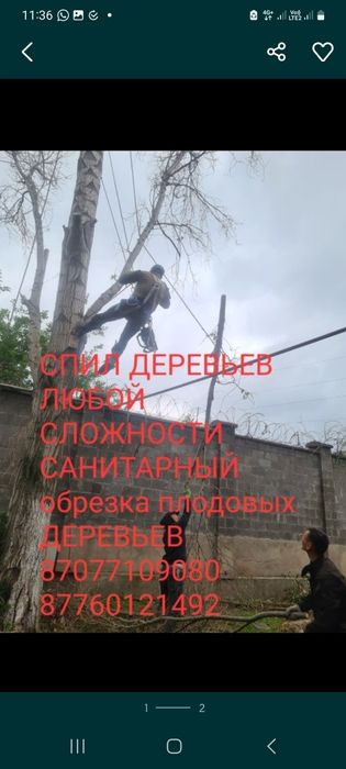 Спил деревьев Ағаш кесеміз