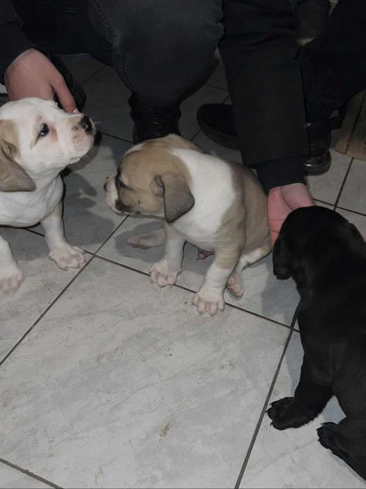 Кане корсо-Питбул  250лв. Народни.