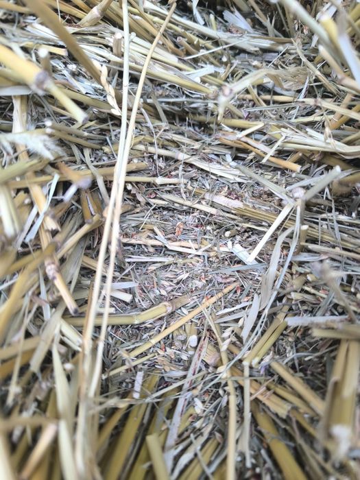 Сено Суданка(Сорго)