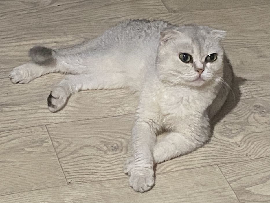 Вислоухий шотландец мальчик