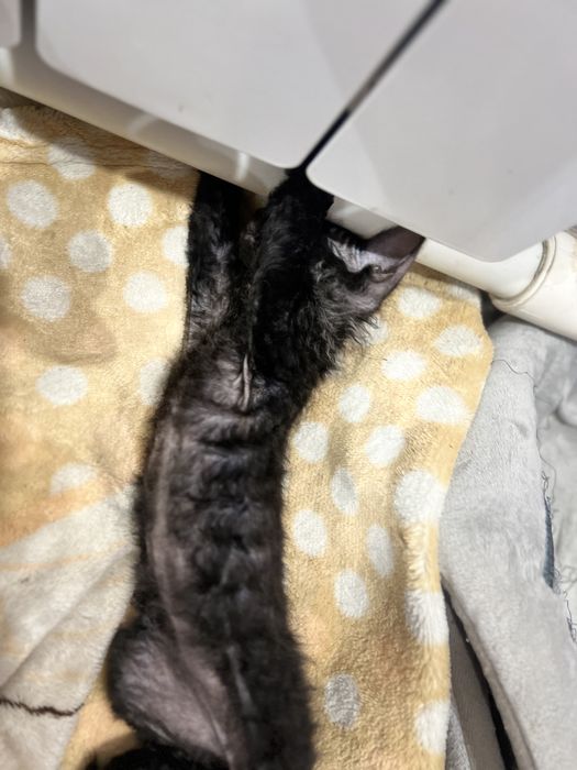Сфикс 1 мес, девочка
