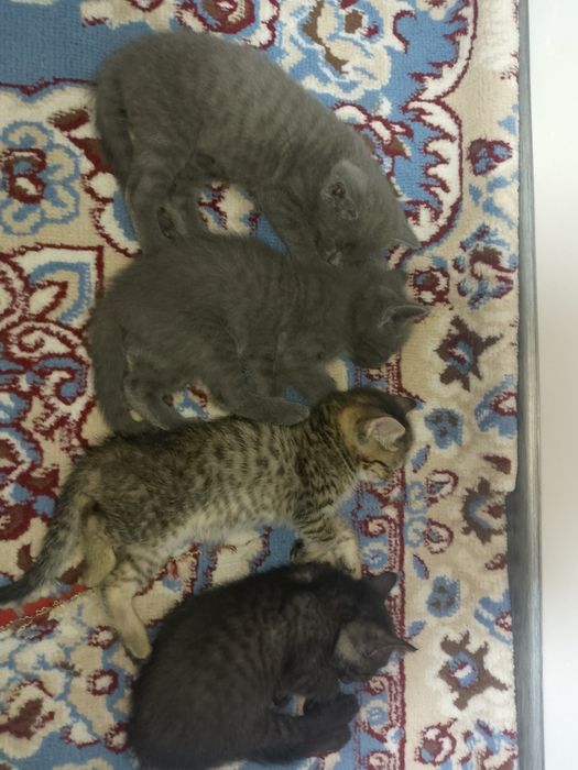 Котята бесплатно