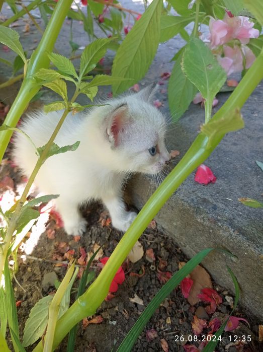 Отдам котят в хорошие руки