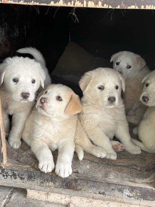 Щенята белые (отдам в добрые руки)