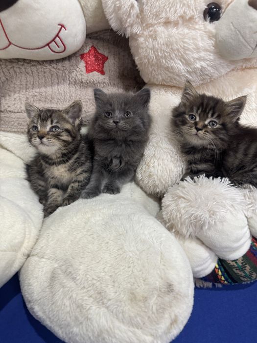 Продам шотландских котят