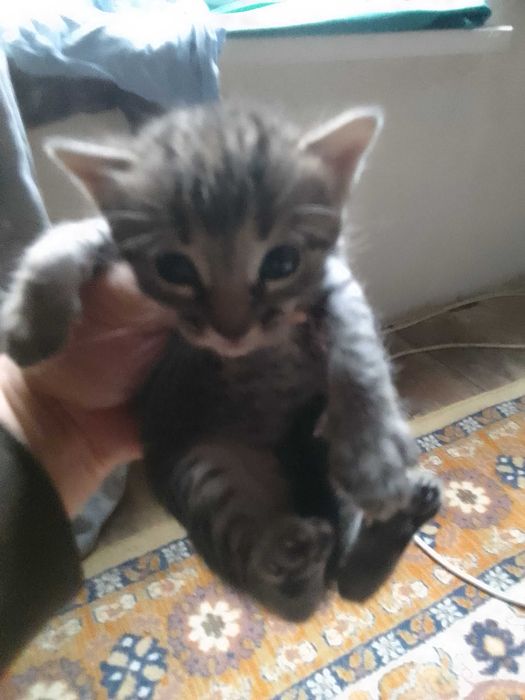 Отдам даром котят