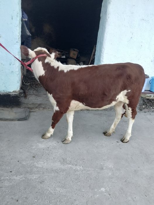 Парода ургочи сотилади