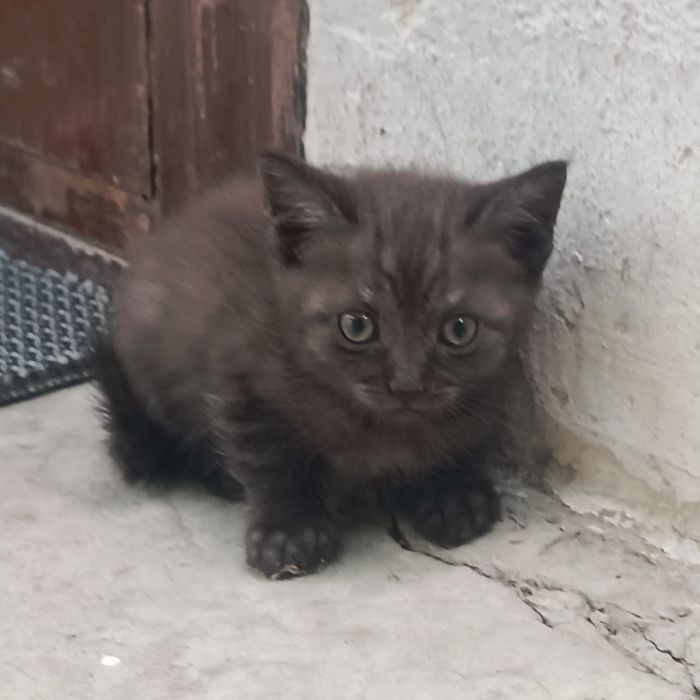 Продам котят шотландских