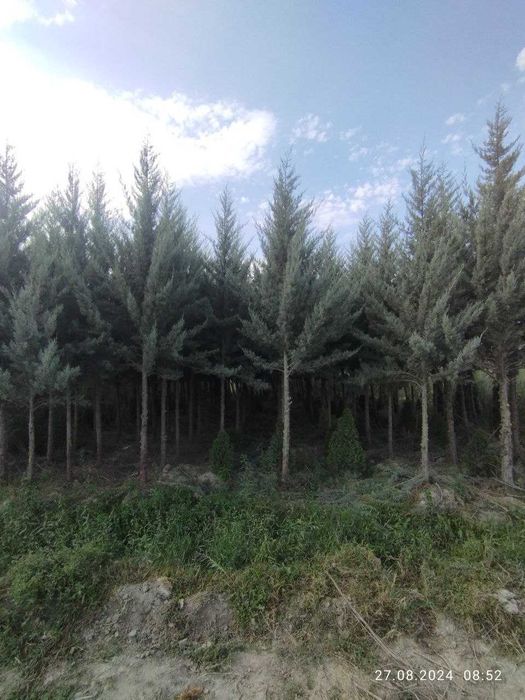 АРЧА (Arizonica cypress) (Gold Rider) (THuja Smaragd)