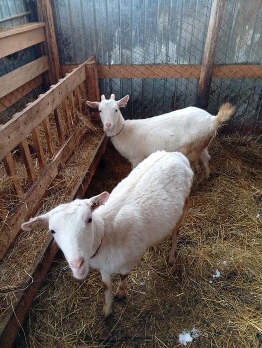 Vând lot de capre sannen