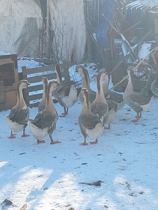 Gâște  africane  de  vânzare