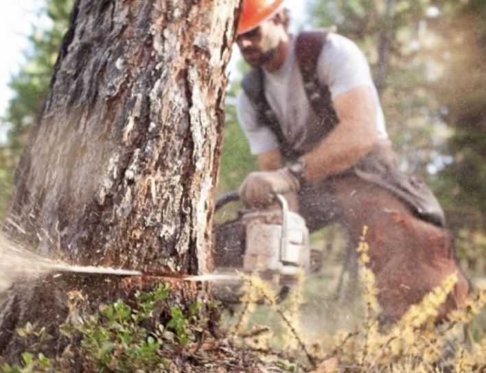 Спил деревьев вырубка