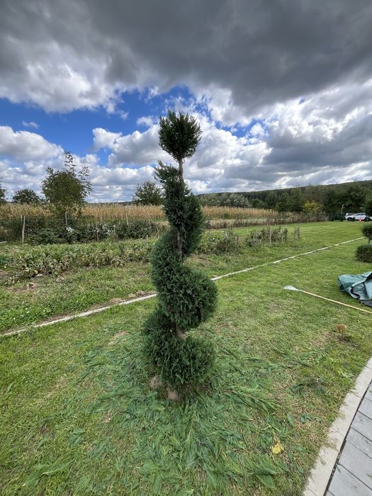 Gradinarit, toaletare copaci, tocat crengi, mentenanta spatii verzi