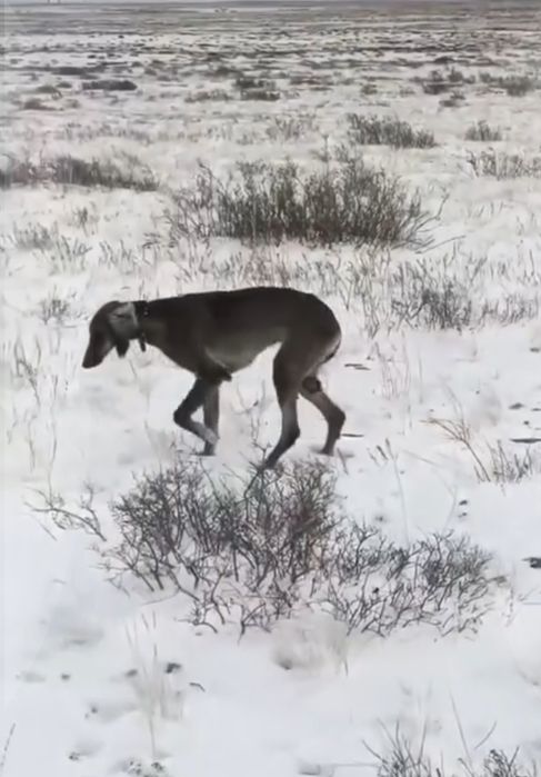 Үш жасар қаншық сатылады рабочи..