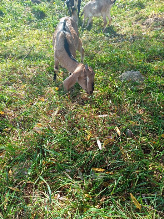 De vânzare o iadă la 2 montă și o iadă de 6 luni