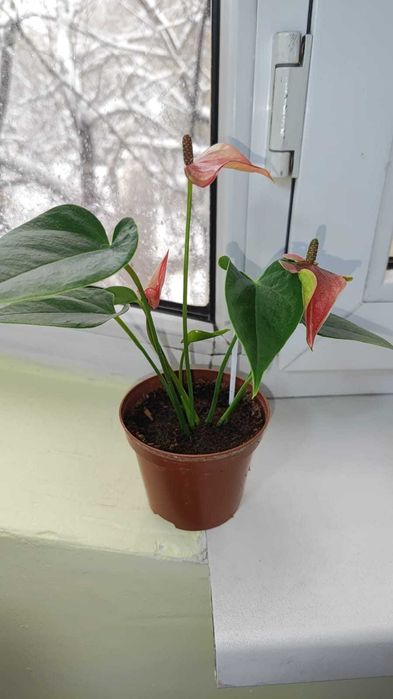 Антуриум Pearl Matata(цветет).