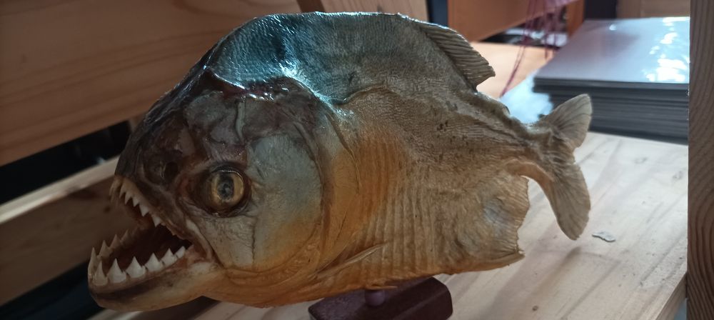 Pește Piranha împăiat (Taxidermie) – Suvenir original Brazilia