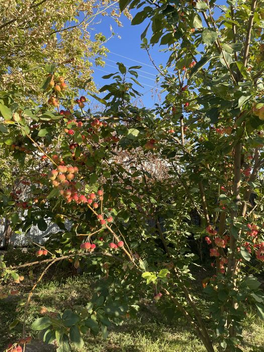 Продается ранетка