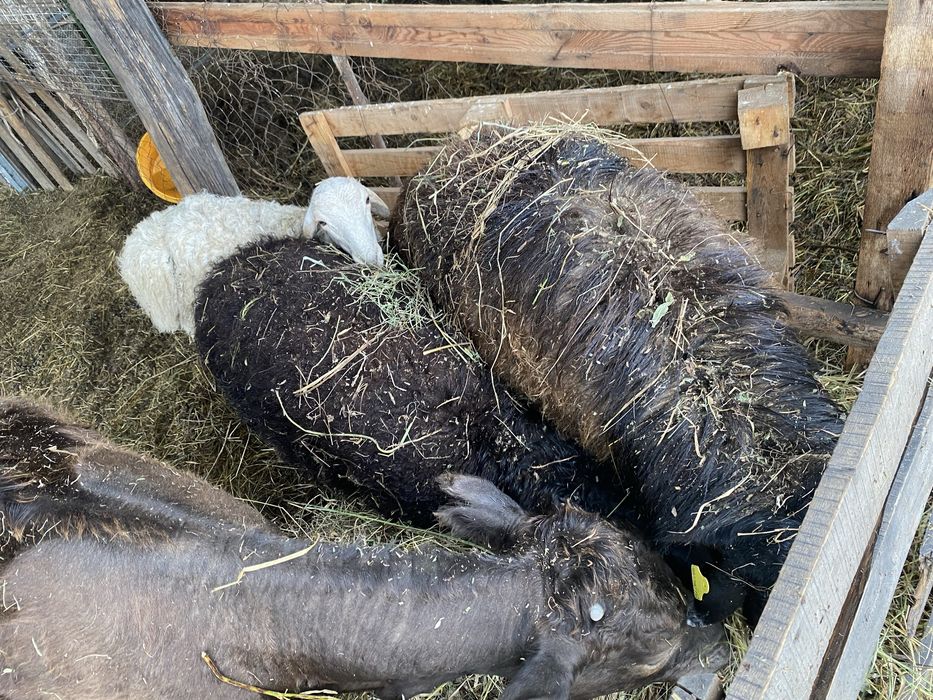 Продам кошкара.