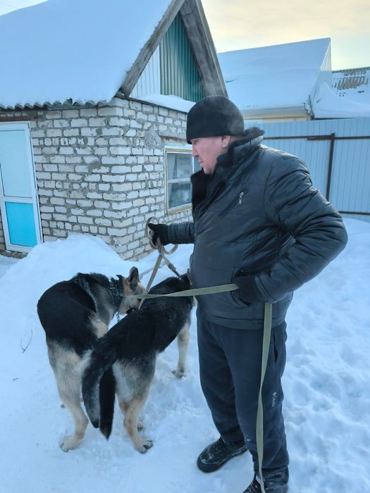 Восточный европейская овчарка
