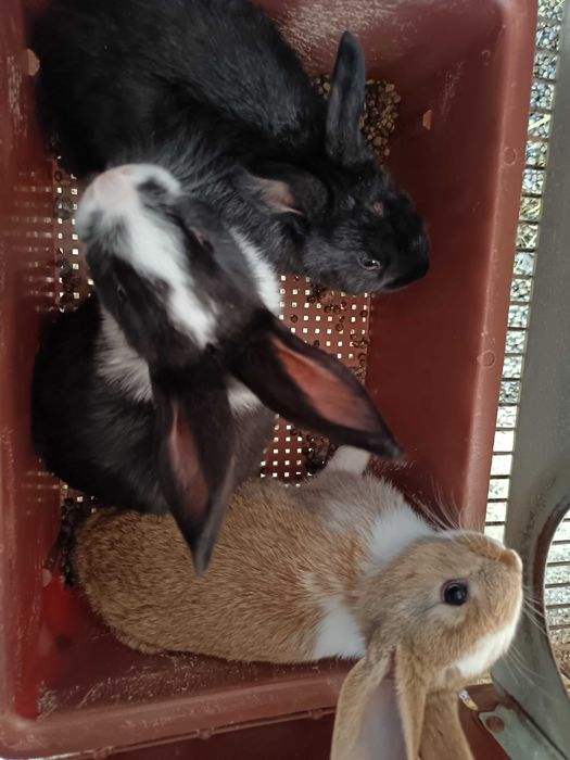 Iepuri cadou de paste,dar și pentru masa de Paști!!