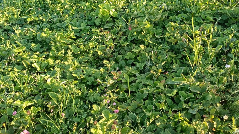 Продам дом в Бишкуле