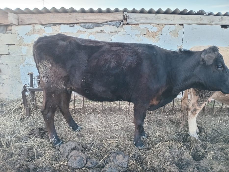 Продам КРС , находятся в Раздольном