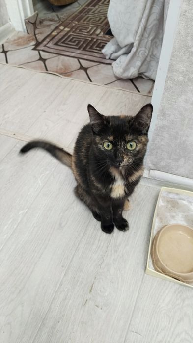 Трёхцветная кошечка ищет хозяев