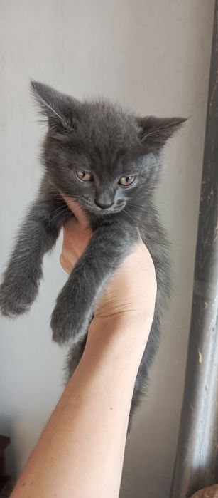 Отдам котенка в добрые руки!