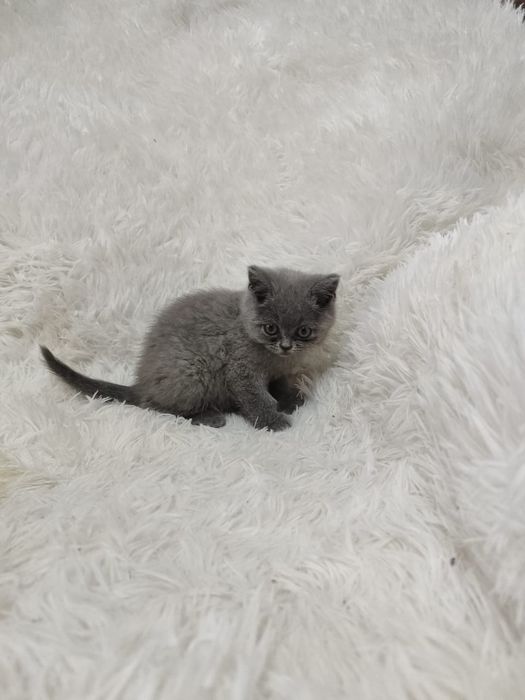 Продам Шотландских котят