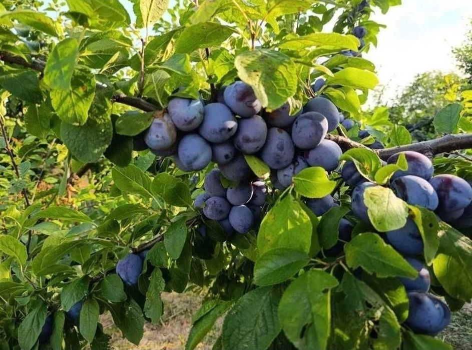 Prune de tuica vanzare