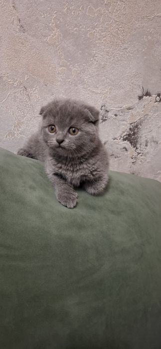 Шотландские котята
