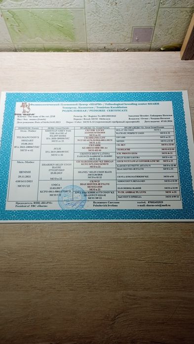 Продам котёнка Мэйн Кун